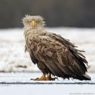 Seeadler